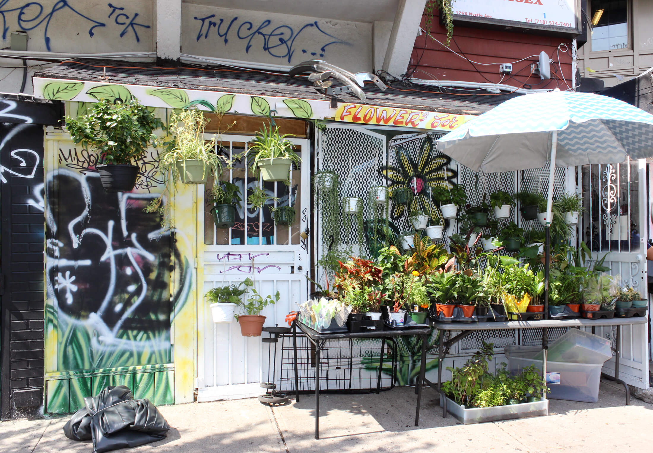 brooklyn - plants outside a bushwick store