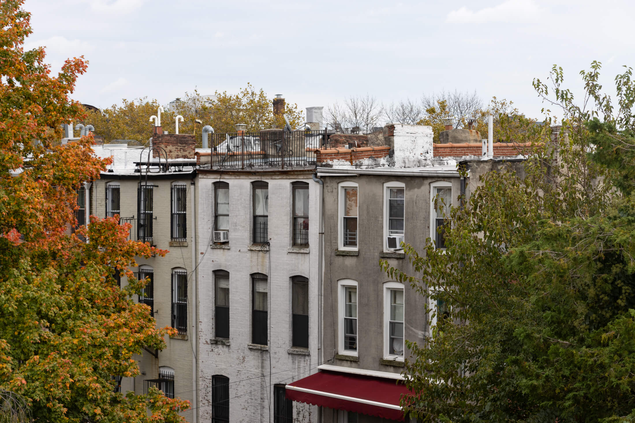 rear brick facades with a colorful tree