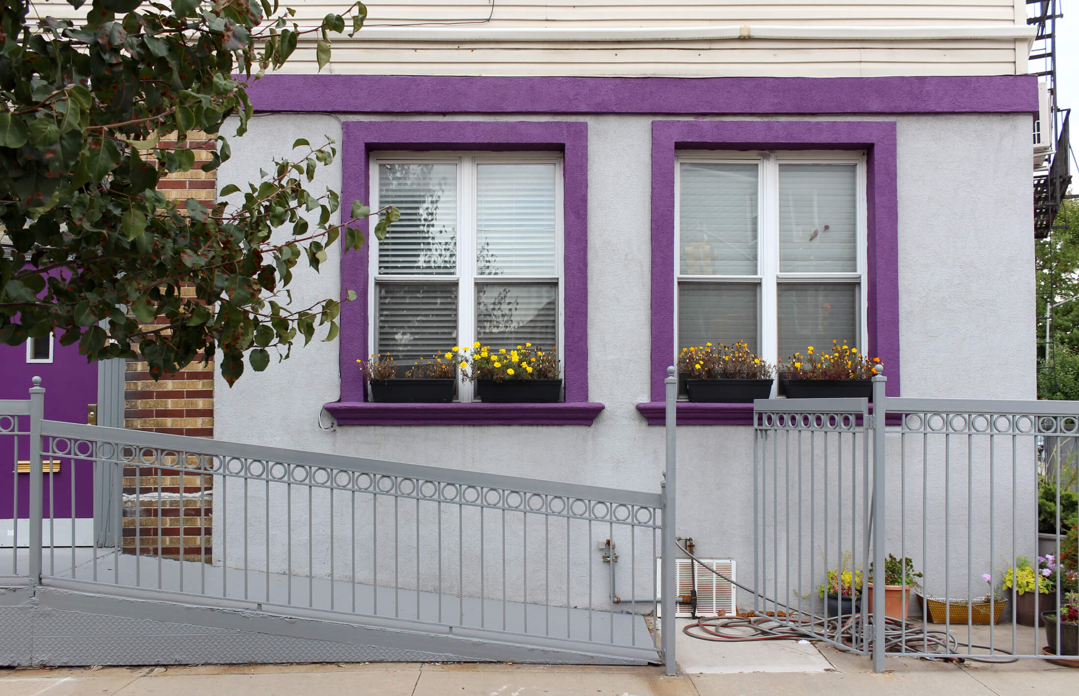 brooklyn - windows with purple trim and window boxes with yellow flowers