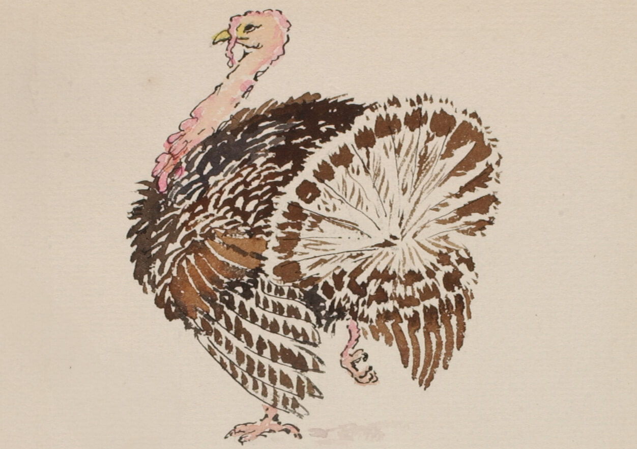 thanksgiving - sketch of a turkey