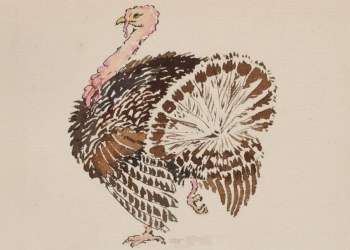 thanksgiving - sketch of a turkey