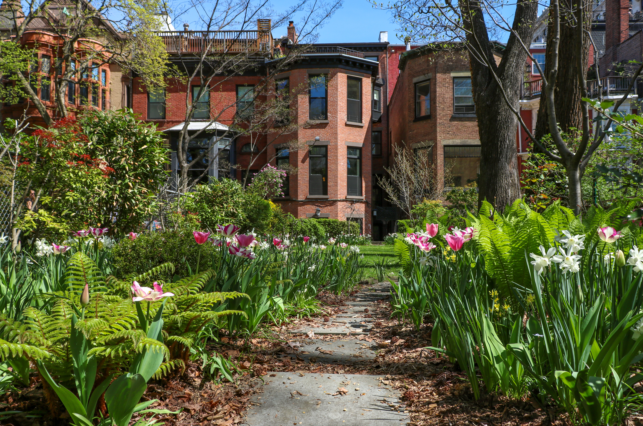 tulips blooming in the garden at 55 grace court