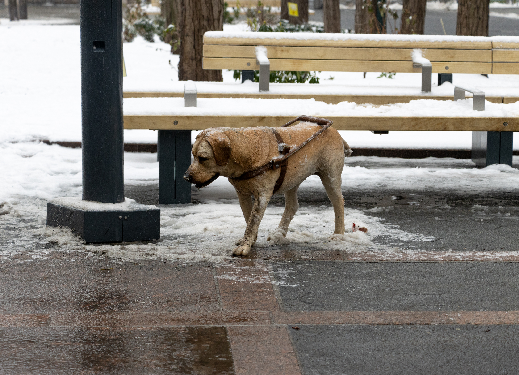 brooklyn - stray dog sculpture in the snow and rain
