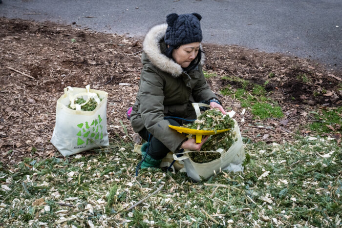 woman bagging up tree mulch