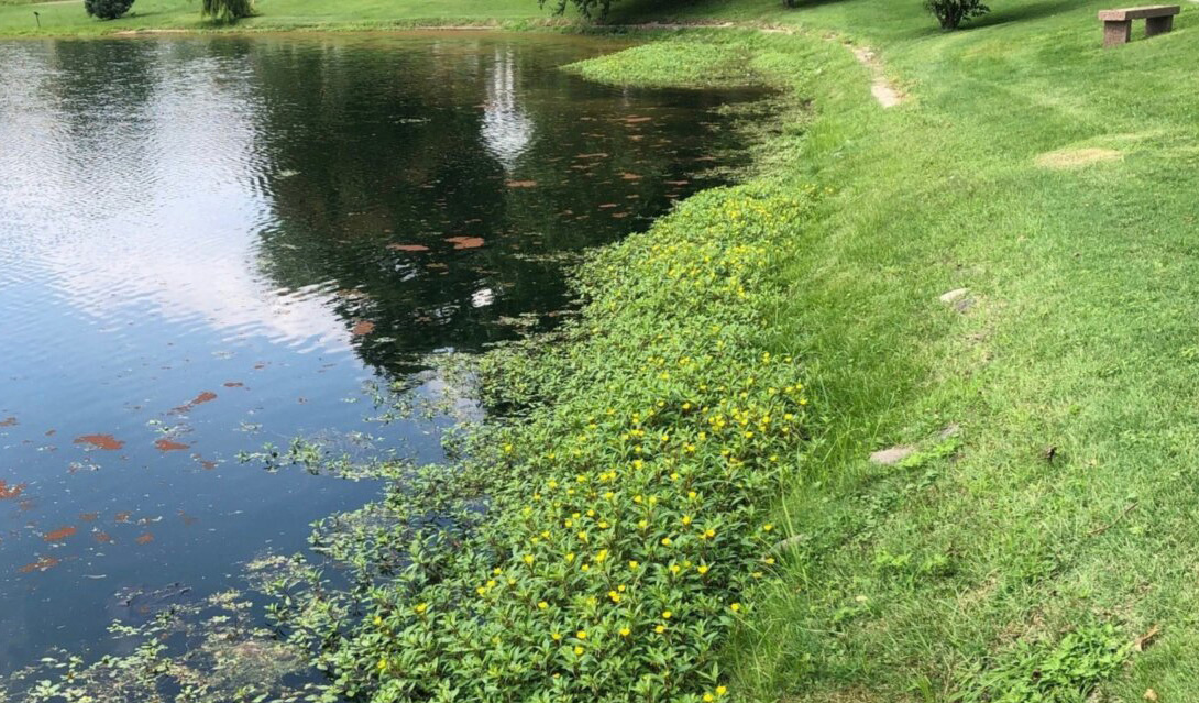 green-wood -plants growing at pond edge