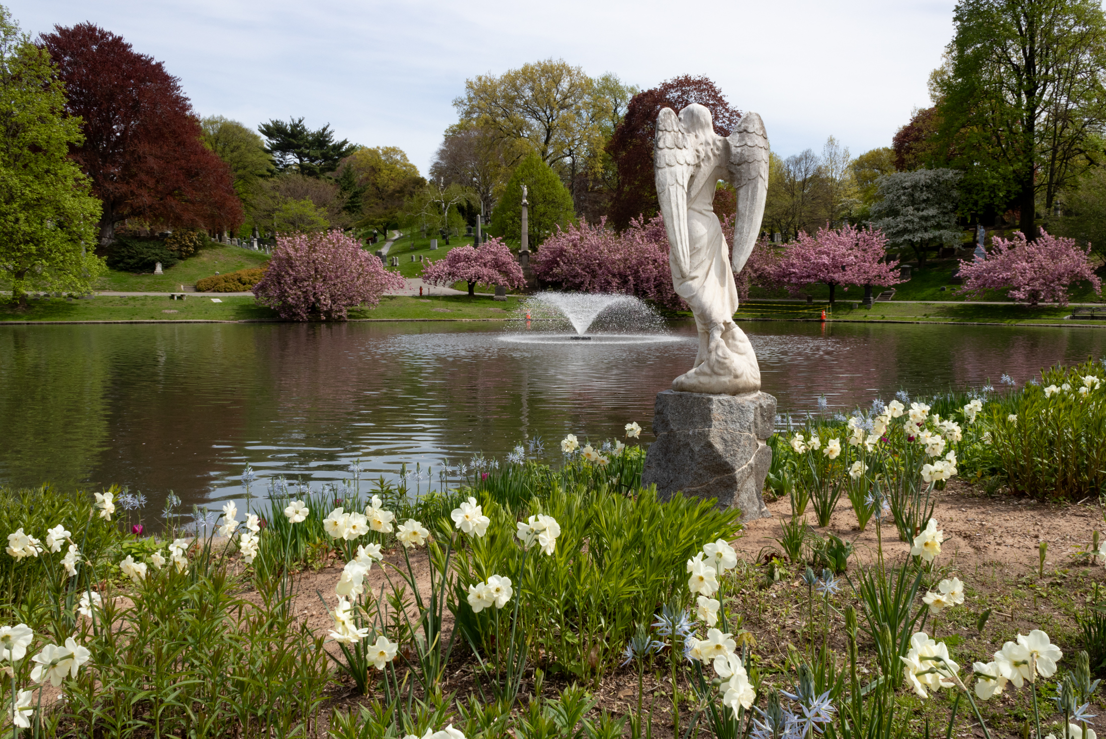 spring flowers at the edge of a pond