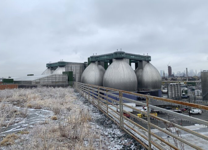 greenpoint - view of the "eggs" of the plant