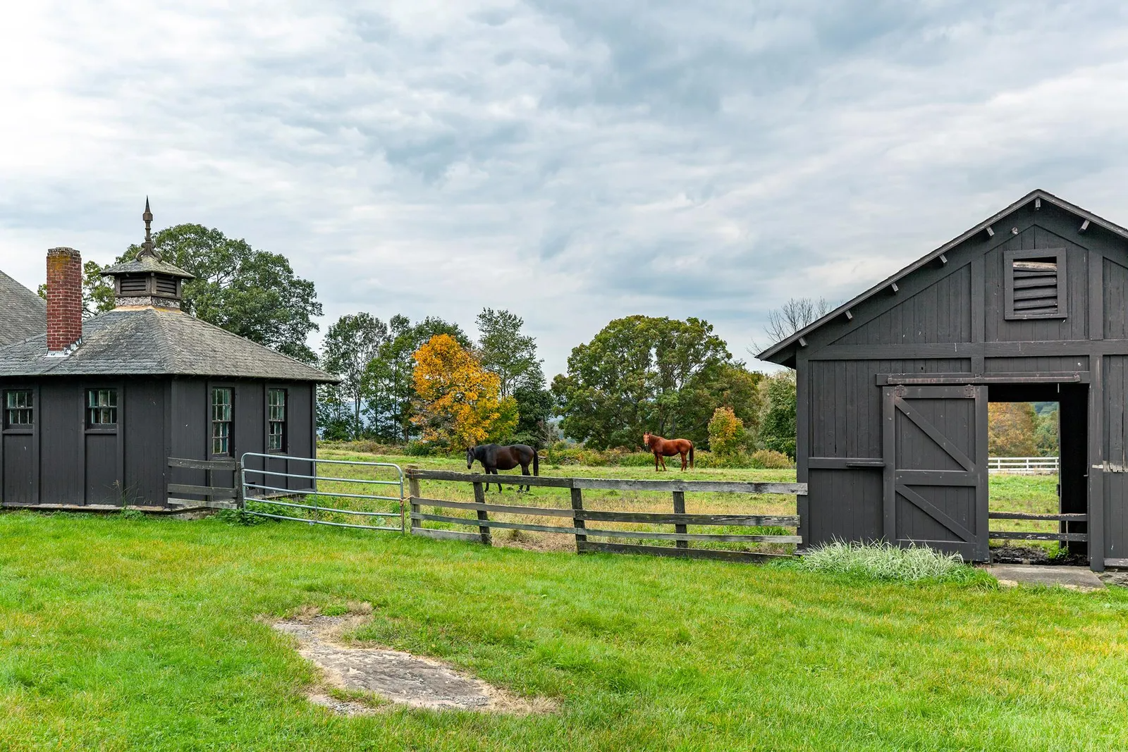 horses in the paddock