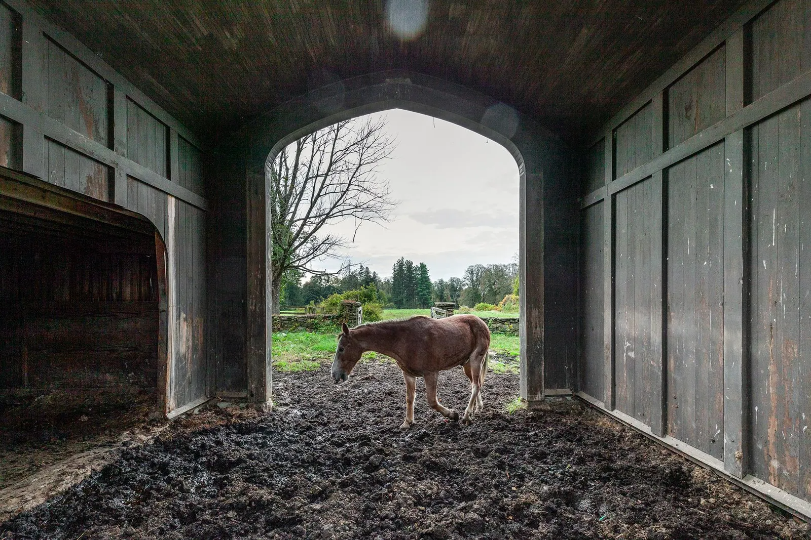 horse in the barn