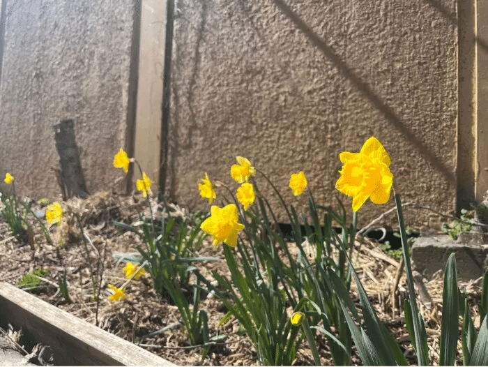 daffodils blooming