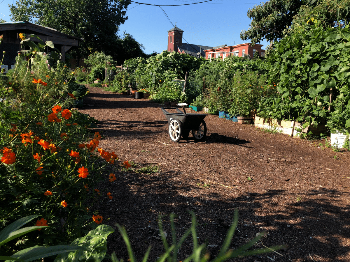 community garden -raised beds with flowers and vegetables