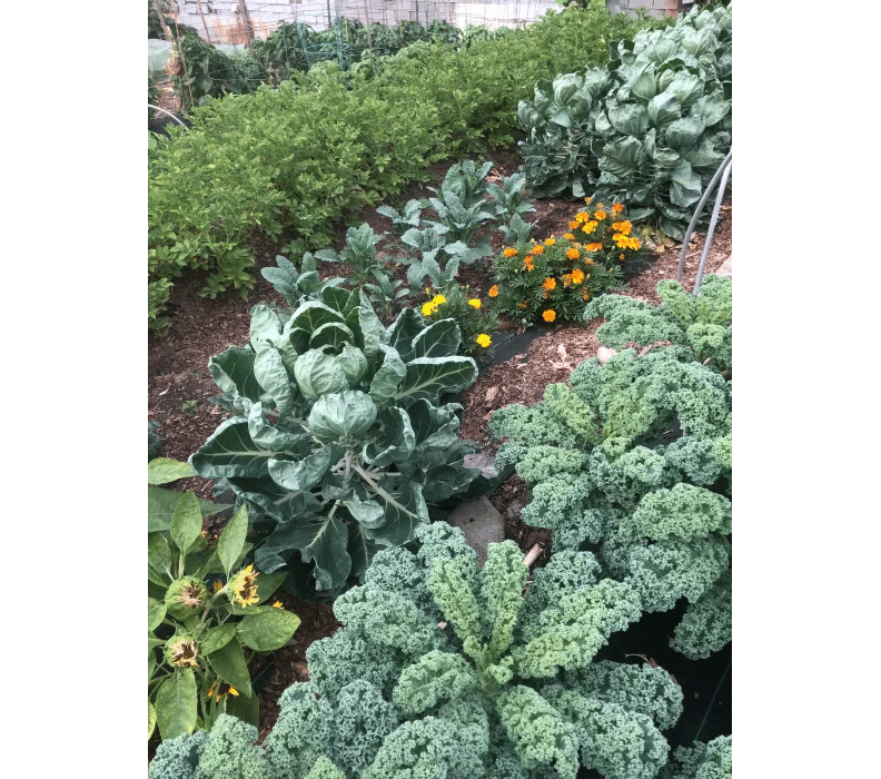 vegetables growing