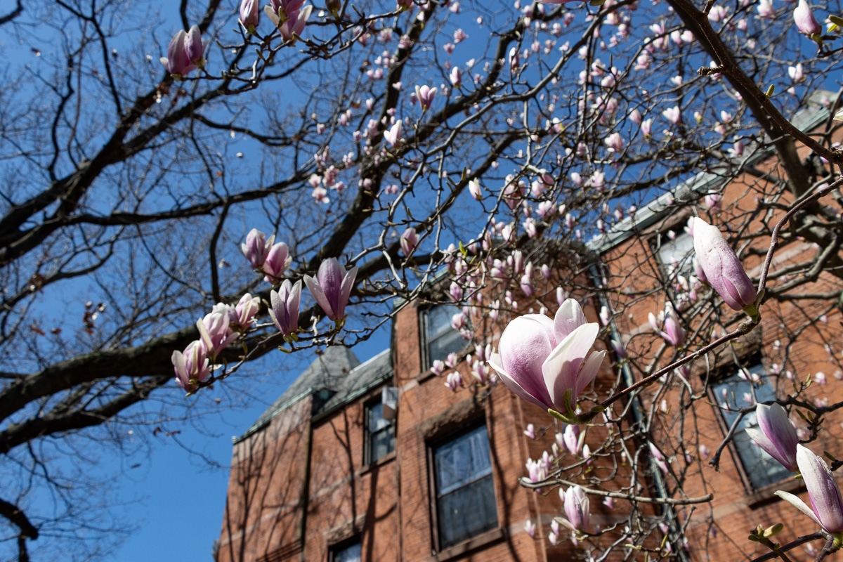 brooklyn - a magnolia tree blooming in bed stuy