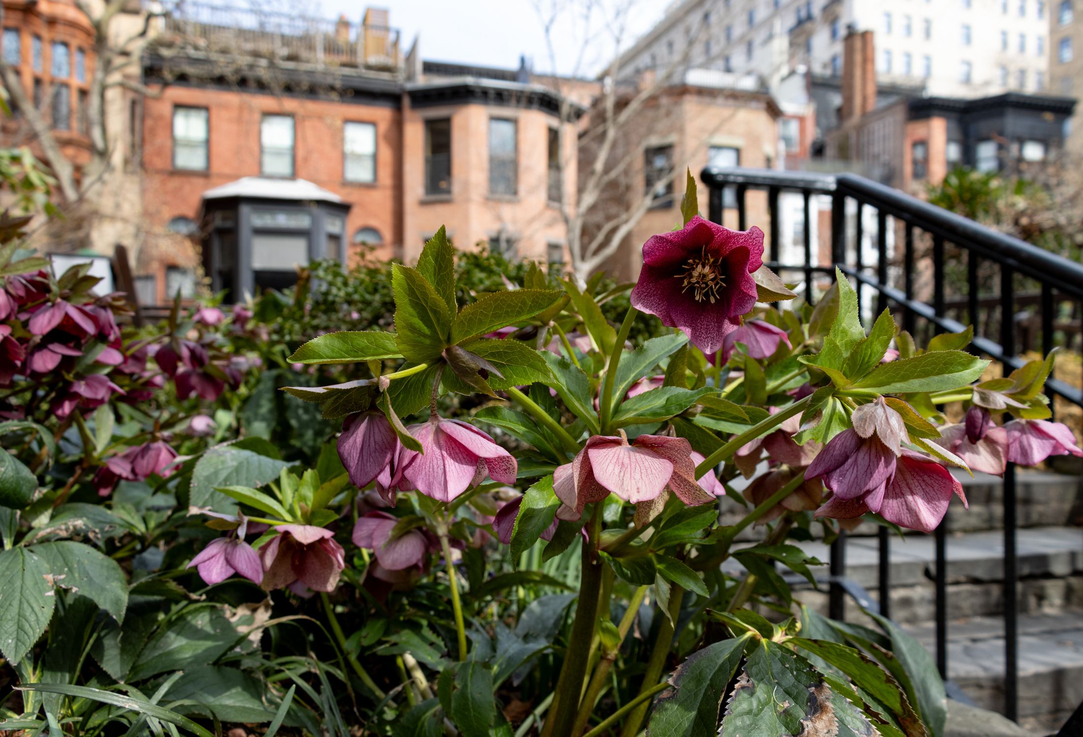 brooklyn - pink hellebores blooming in a garden on grace court
