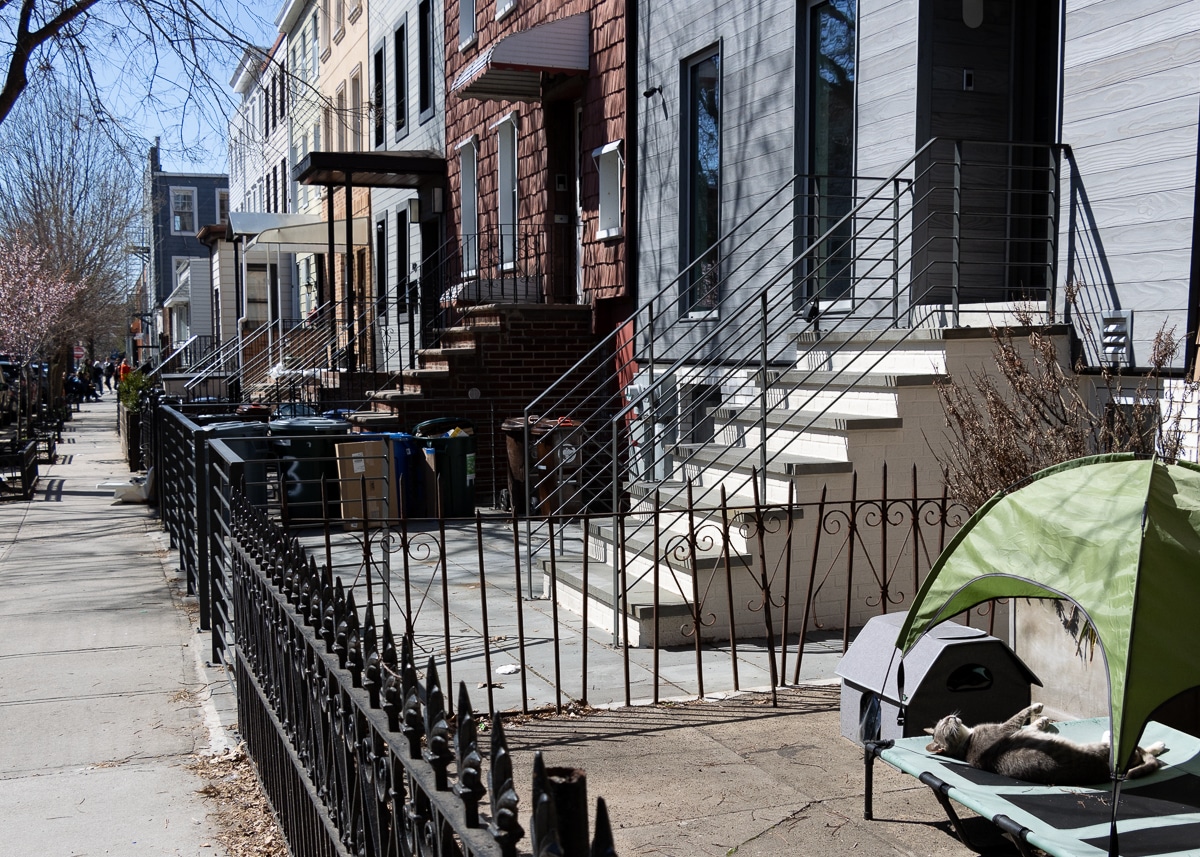 brooklyn - a cat lounging in the sun in a Greenpoint front yard