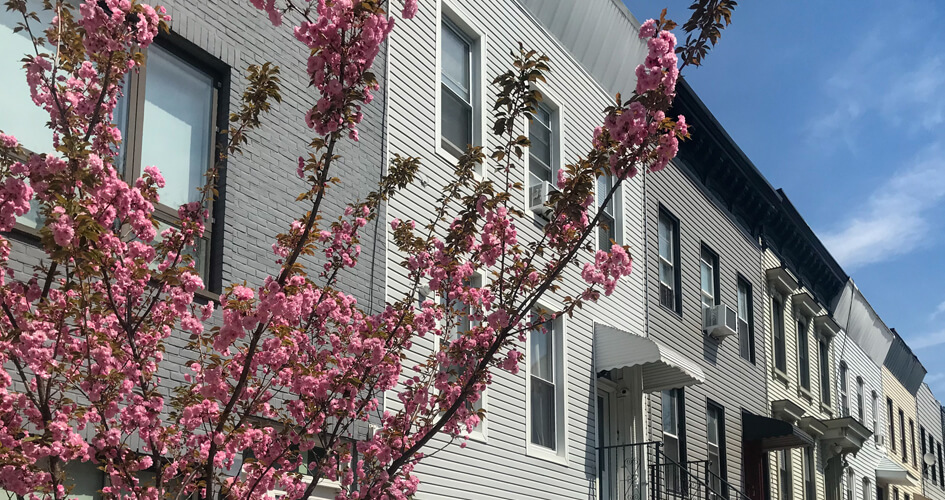 spring blooming tree