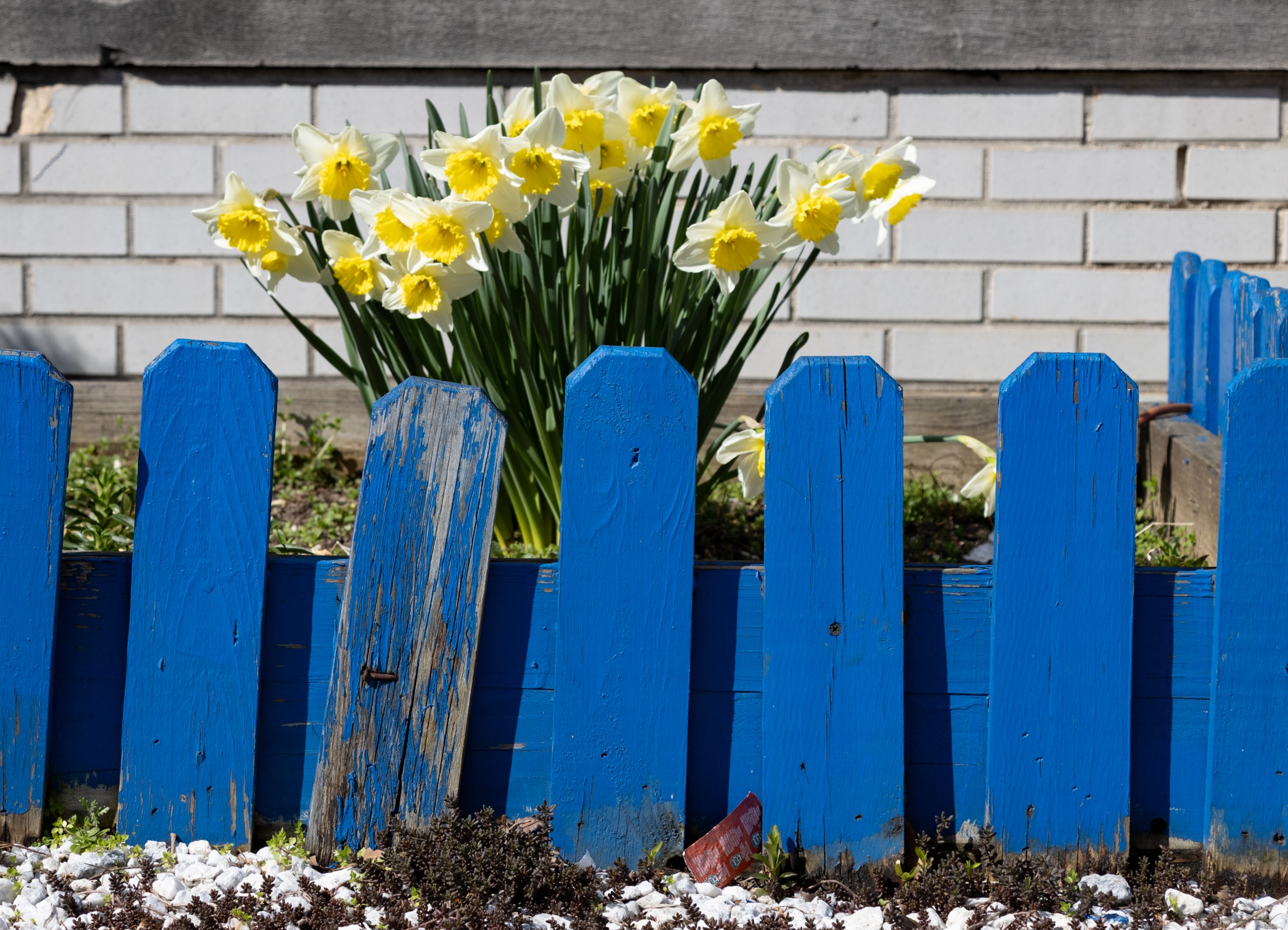 williamsburg - daffodils blooming