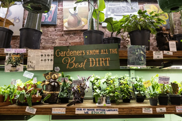 plants on shelves