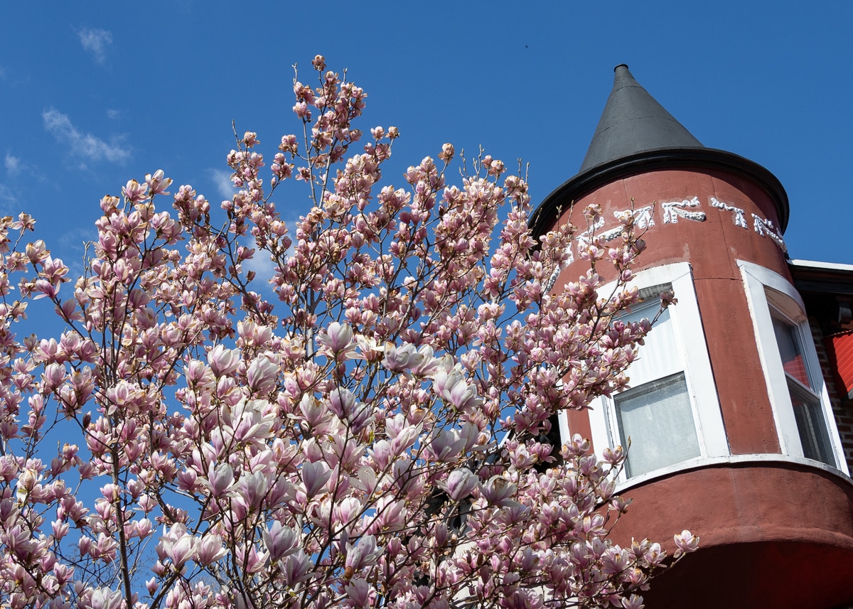 a magnolia tree's pink blooms against the turret of a house