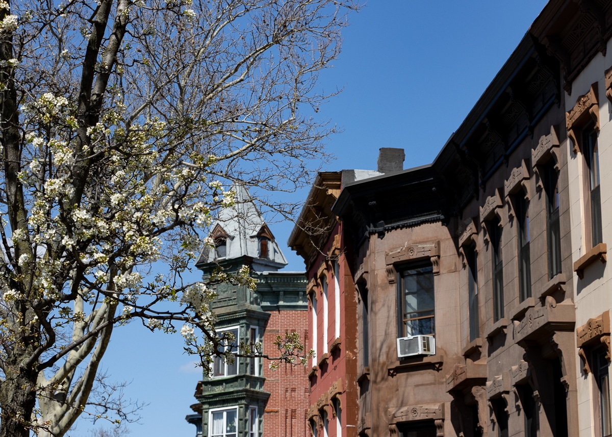 bed stuy - spring tree blooming near brownstones