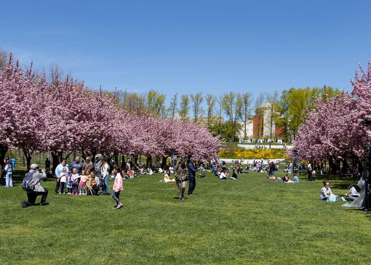 brooklyln - crowds enjoying the cherry blossoms at brooklyn botanic garden