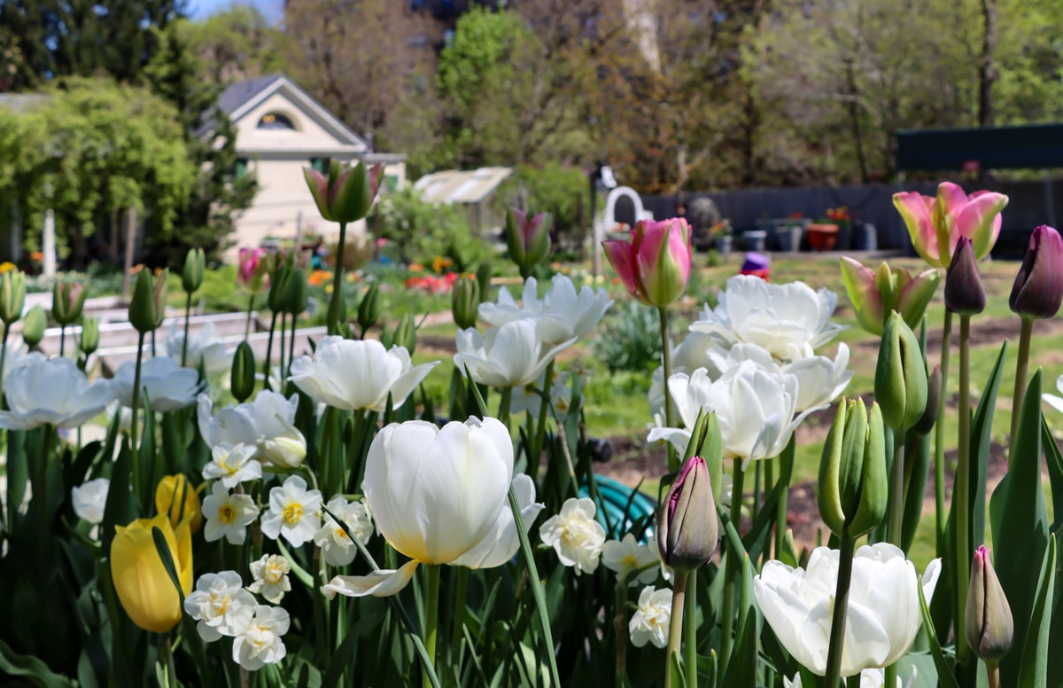 white tulips blooming