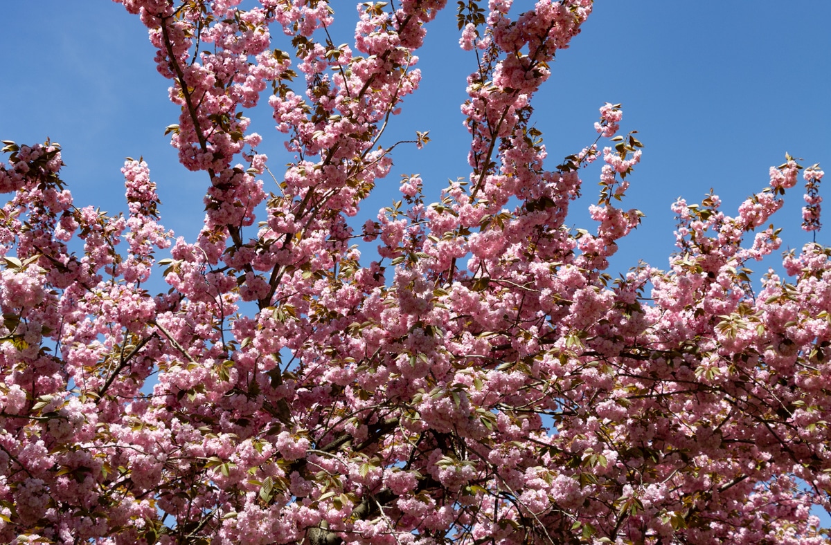 cherry blossoms