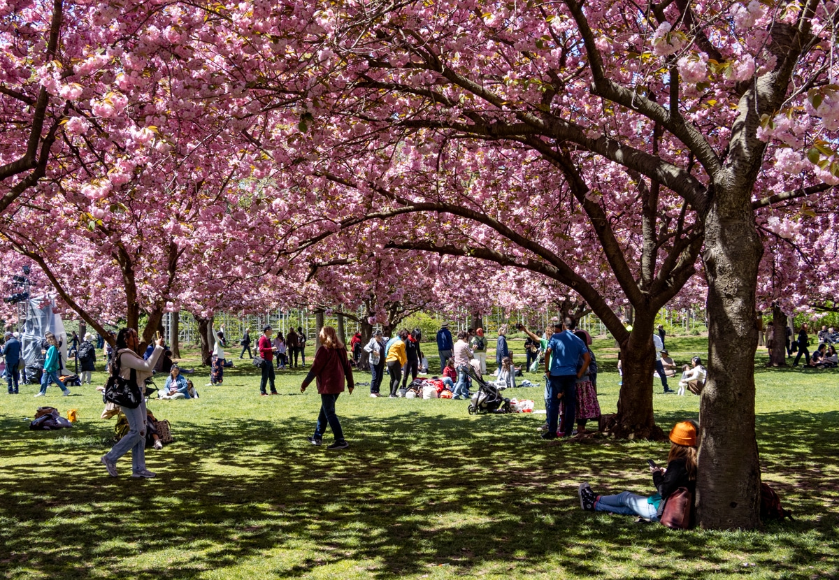 brooklyn botanic garden - people enjoying the cherry blossoms