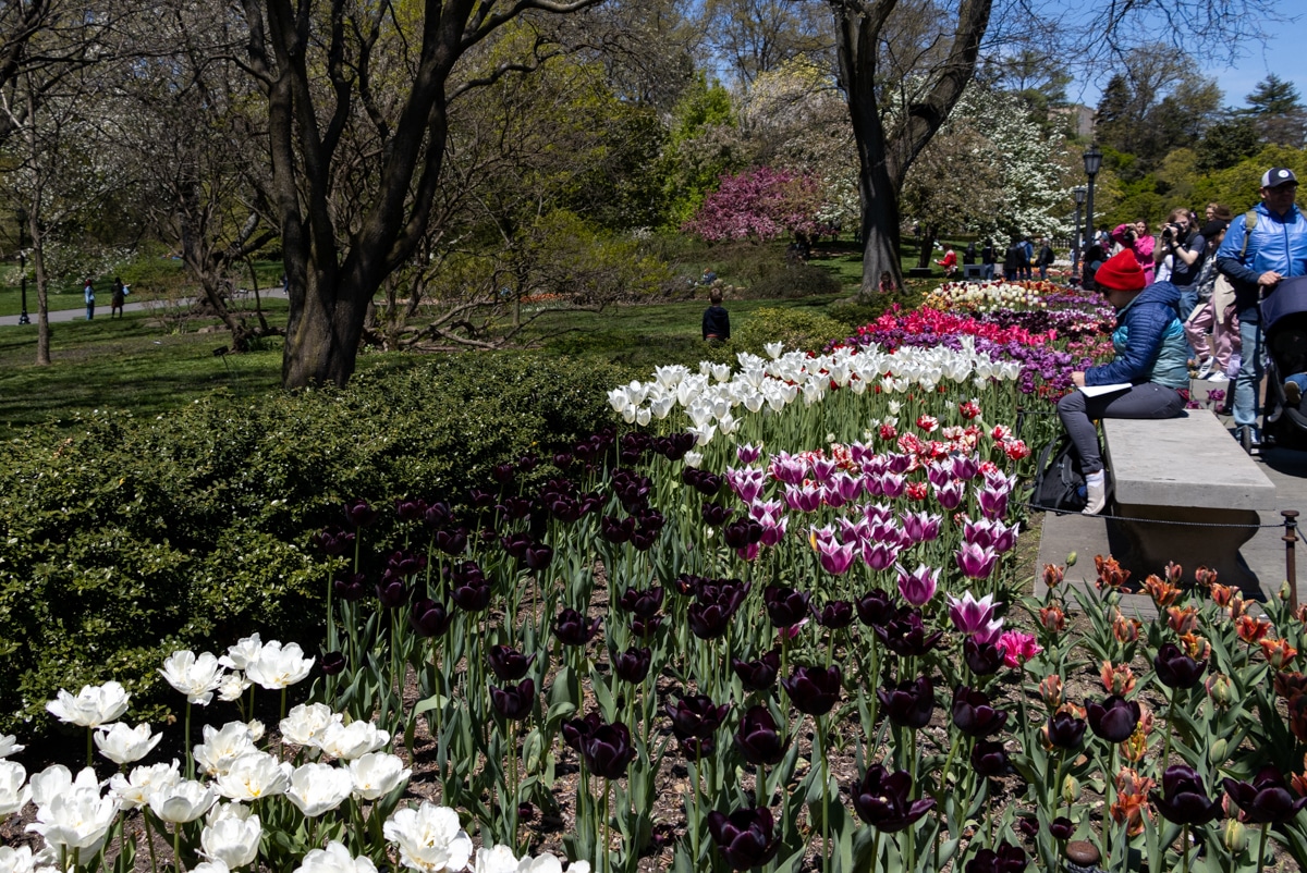 tulips in bloom