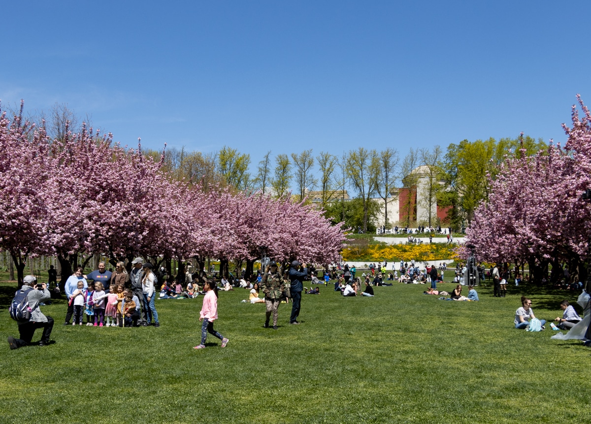 the trees of the cherry esplanade in bloom