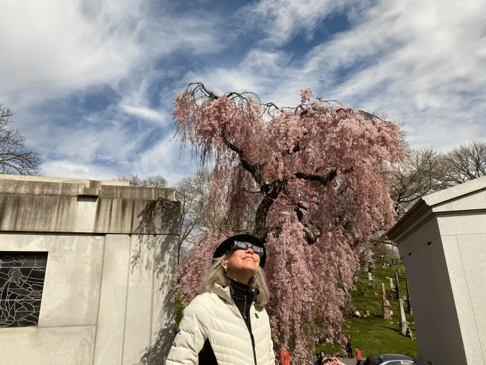 person looking at eclipse with spring tree in bloom