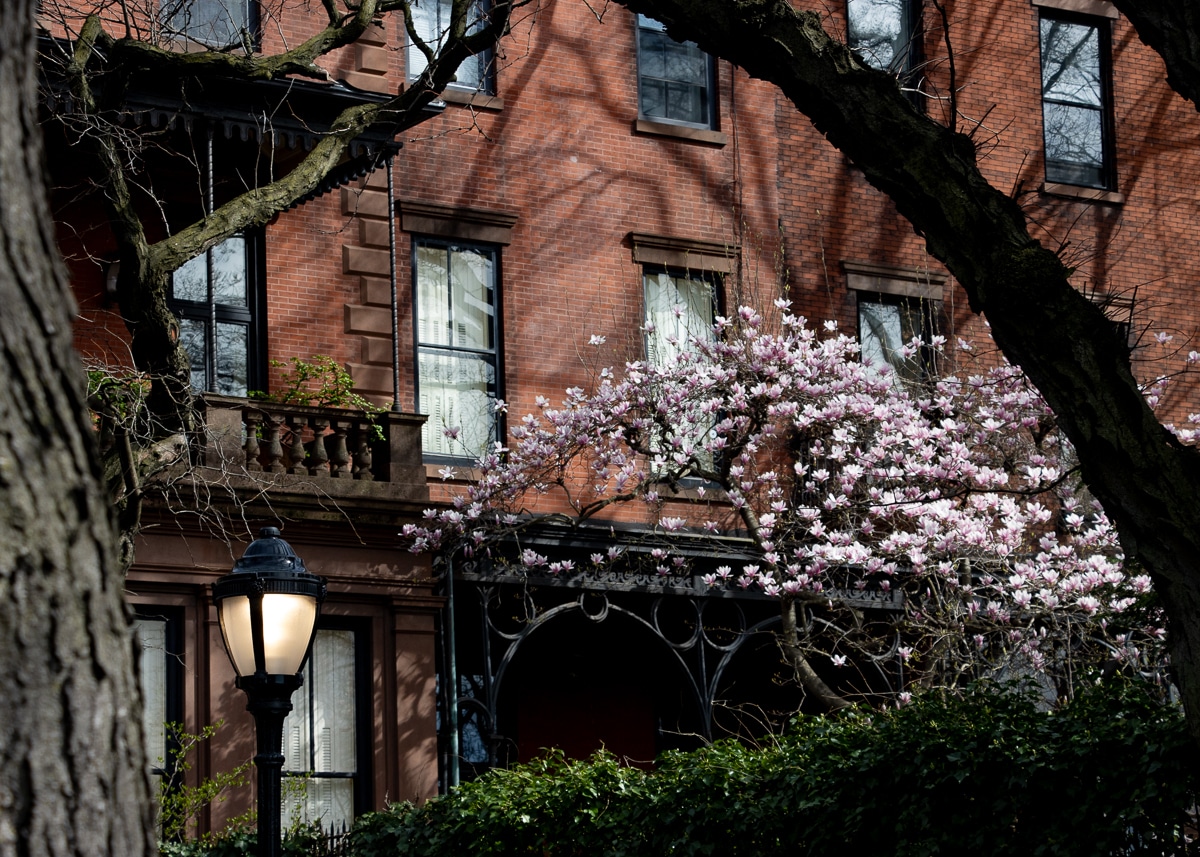 brooklyn heights - spring tree blooming along the brooklyn heights promenade