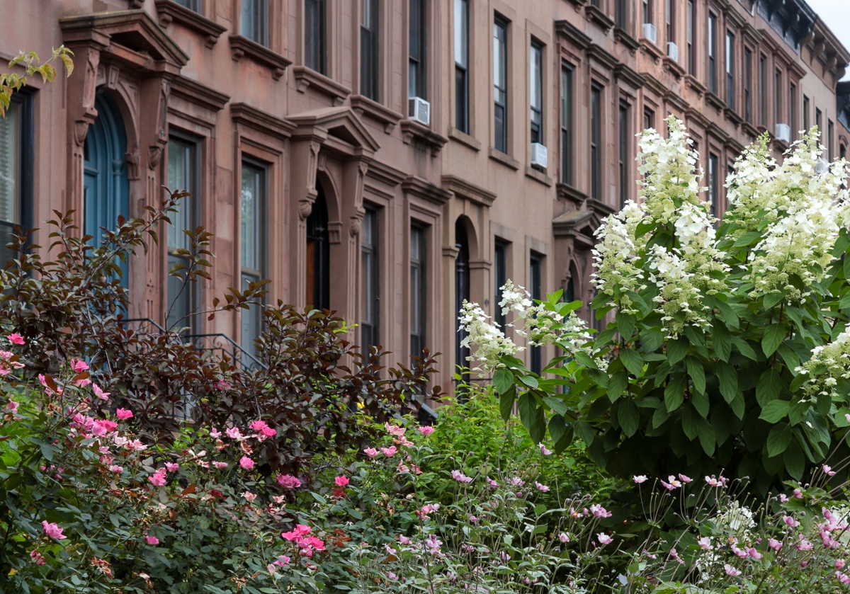 brownstones - flowers growing in front yards in Carroll Gardens