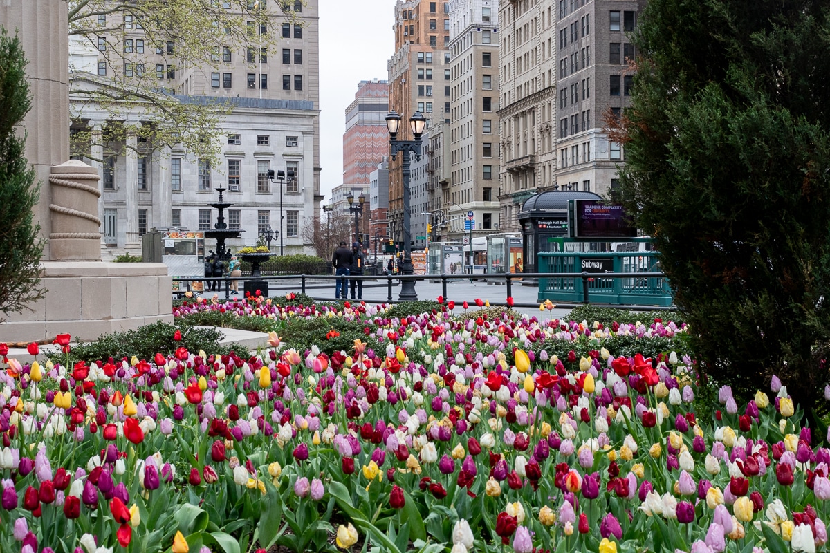 Brooklyn - tulips blooming in Downtown Brooklyn