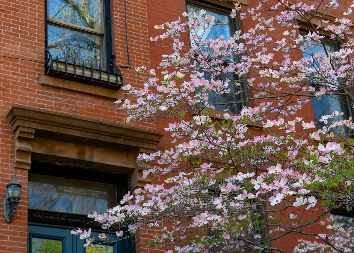 brooklyn - a spring tree blooming in front of a prospect heights house