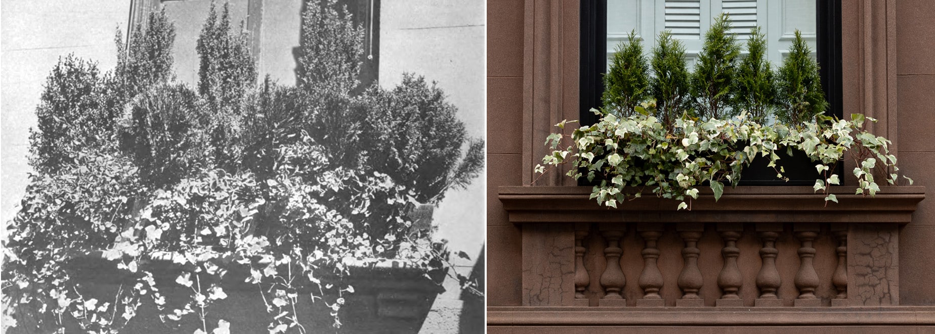 a black and white photo of a window box and a recent window box with shrubs and ivy