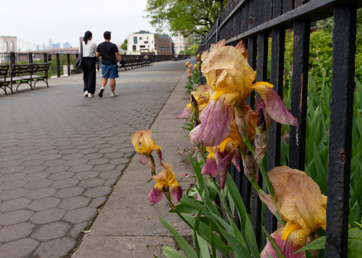 people walking by irises blooming along the brooklyn heights promenade