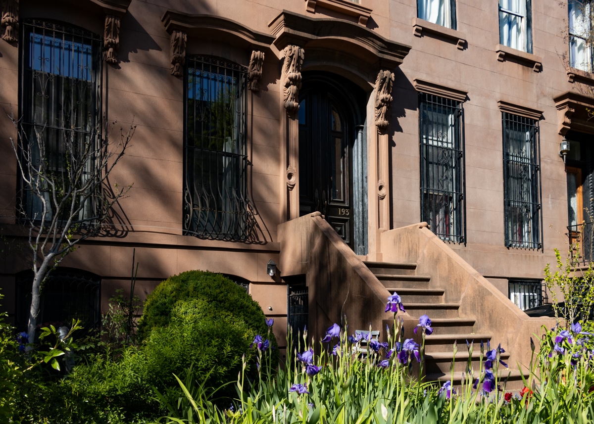 brooklyn - irises blooming in front of a fort greene brownstone