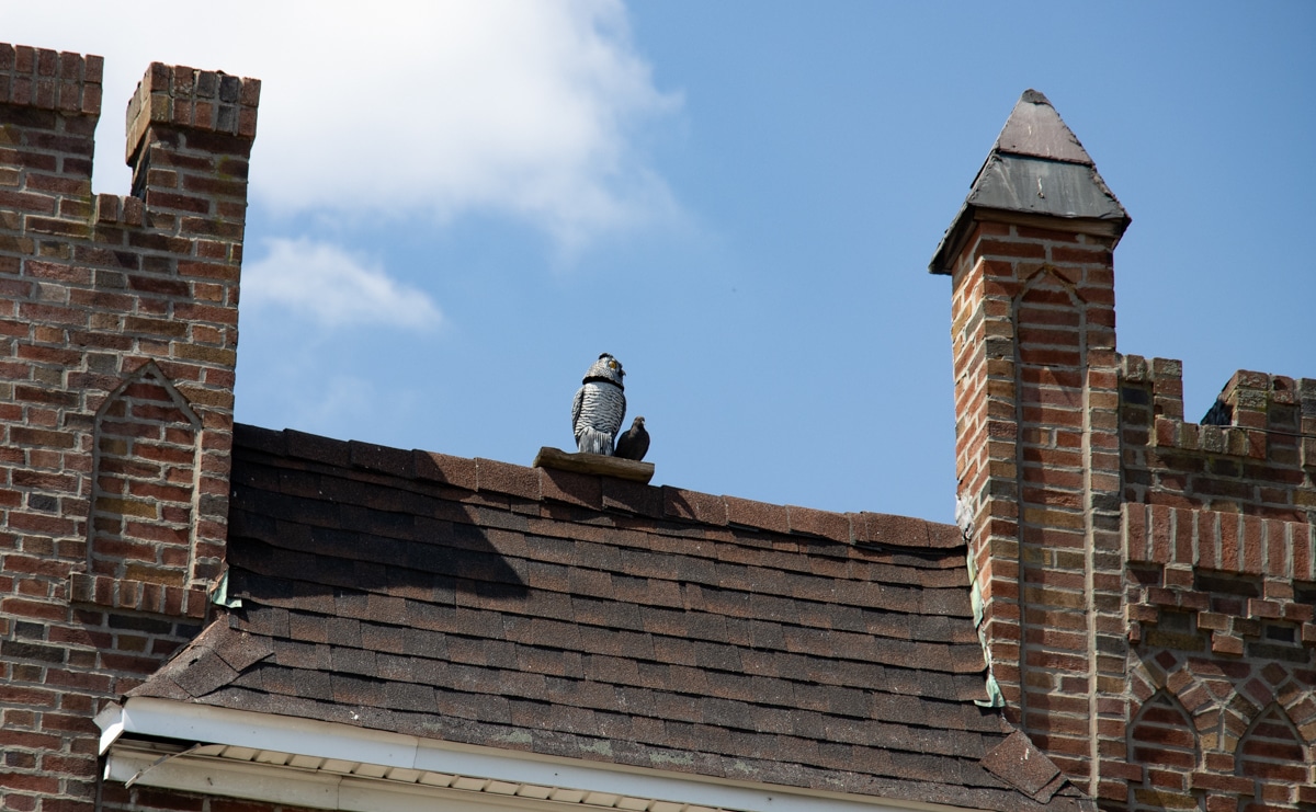 brooklyn - a pigeon sits next to a plastic owl on a bay ridge roof