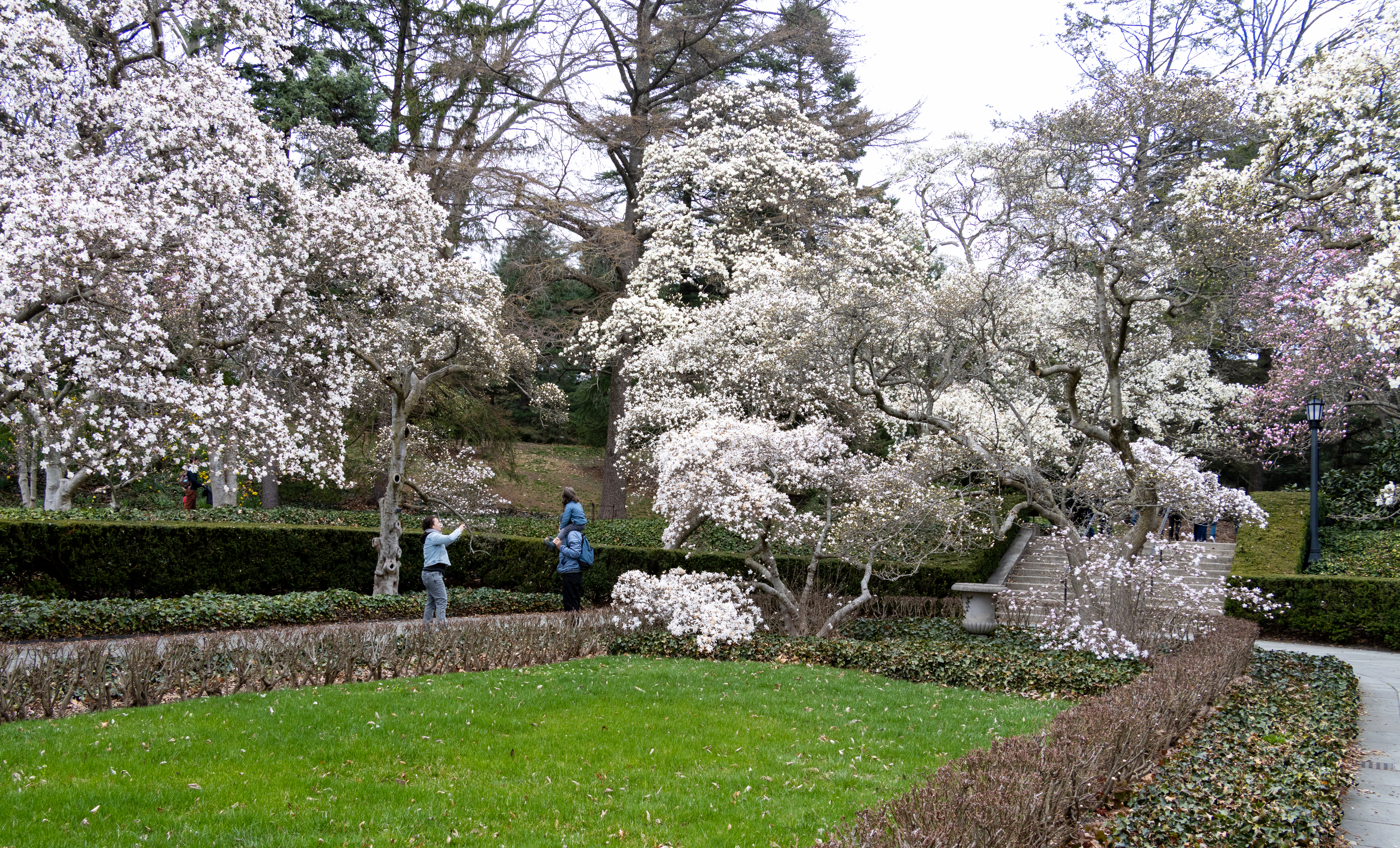 brooklyn - magnolia trees in bloom at the brooklyn botanic garden