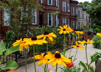 greenest block - blooming flowers on lincoln place