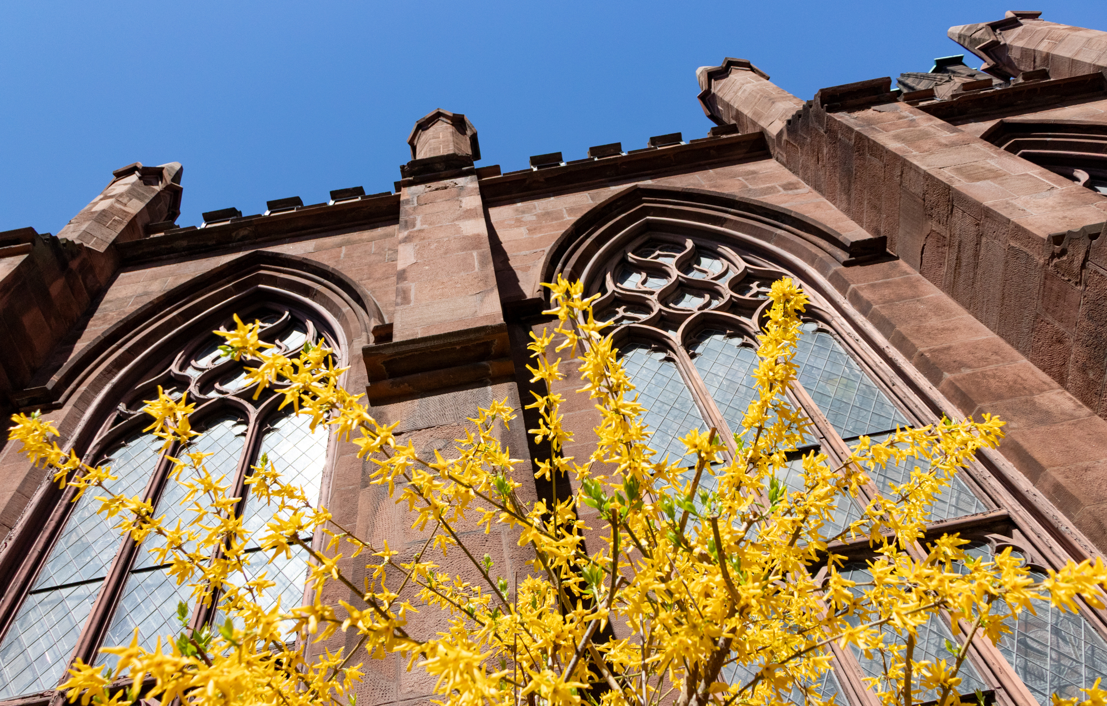 brooklyn - forsythia blooming in front of a brooklyn heights church