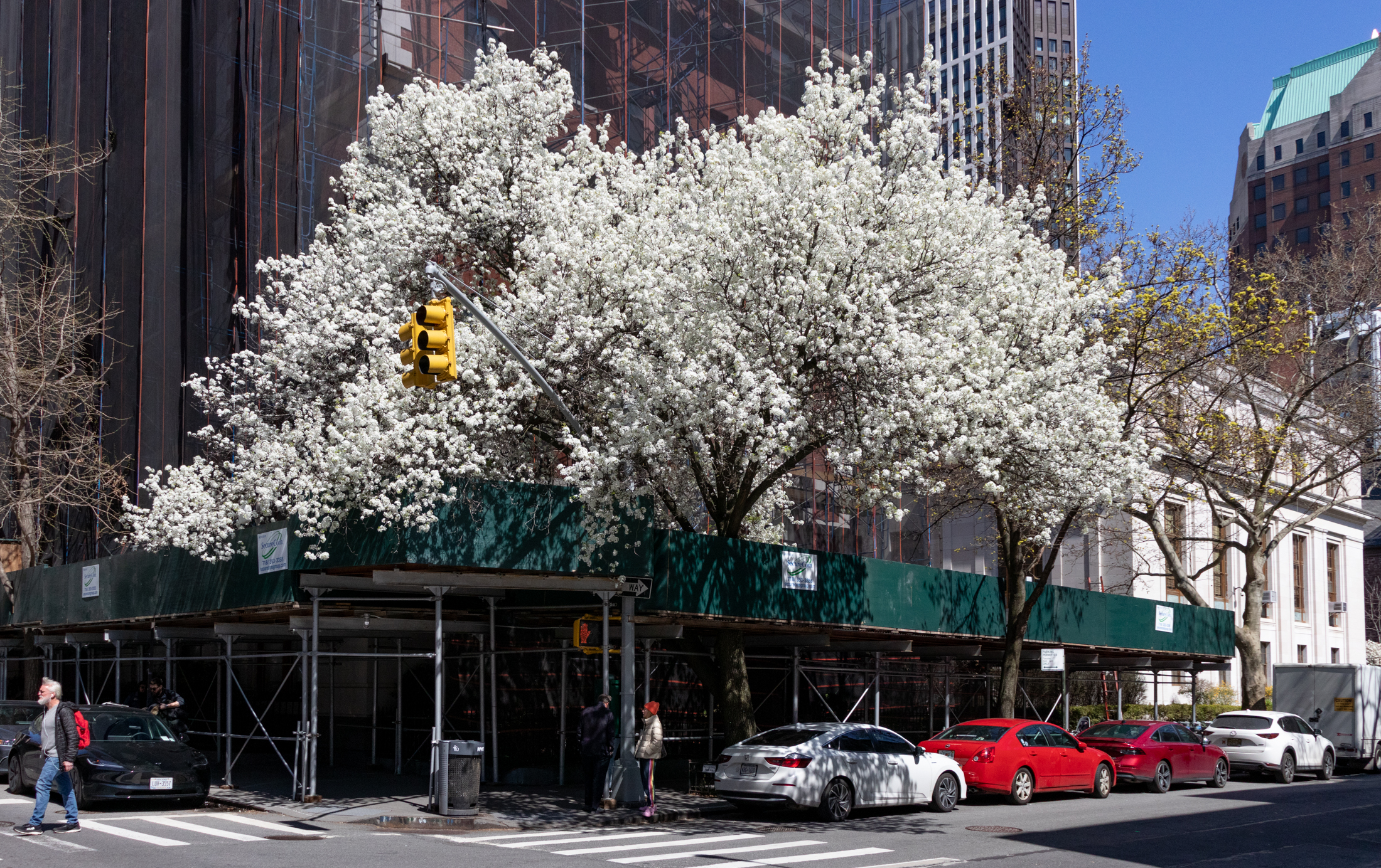 brooklyn - a spring trim blooms behind a construction shed in brooklyn heights