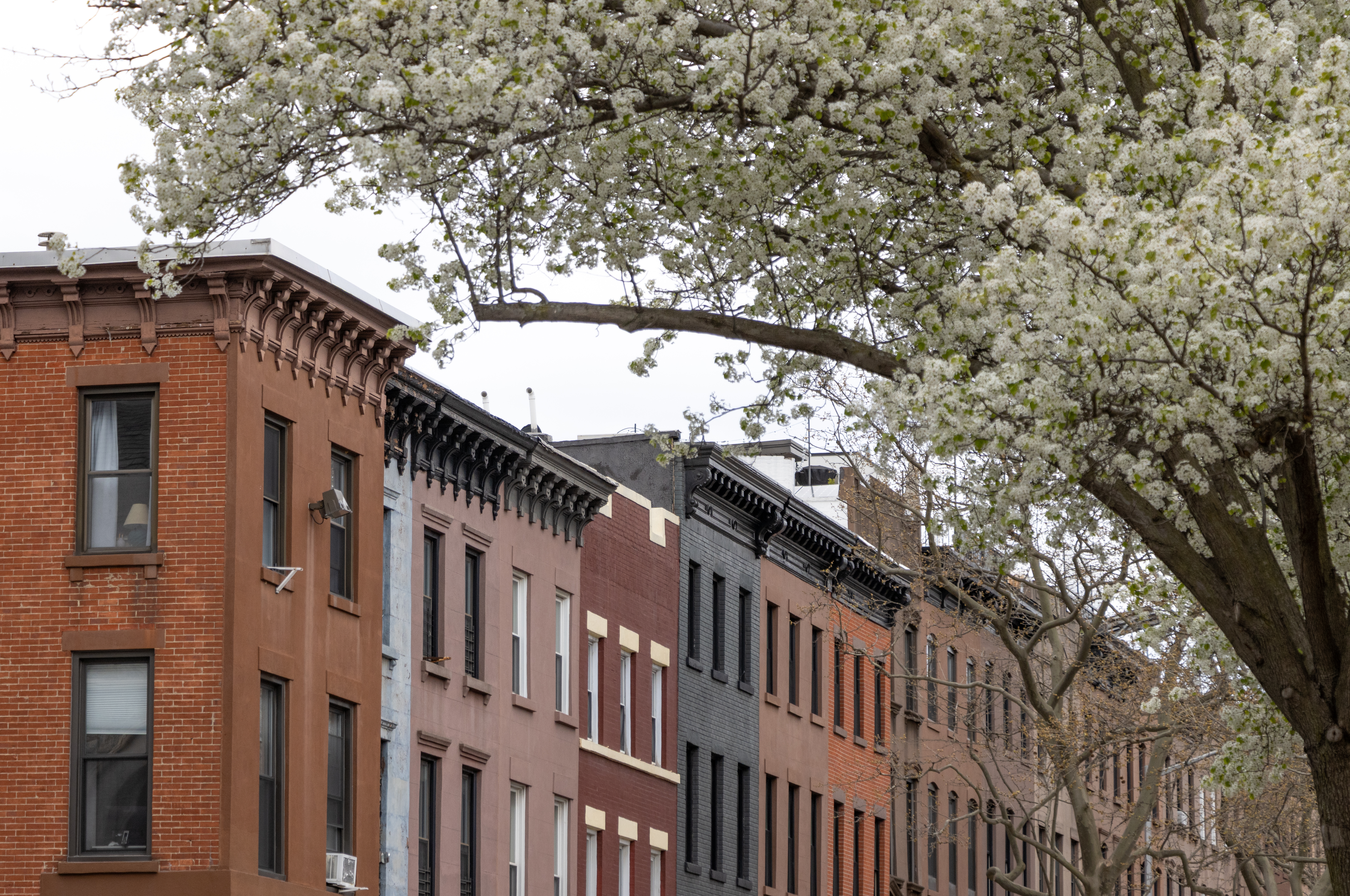 brooklyn - spring tree blooming in front of a row of brick and brownstone buildings