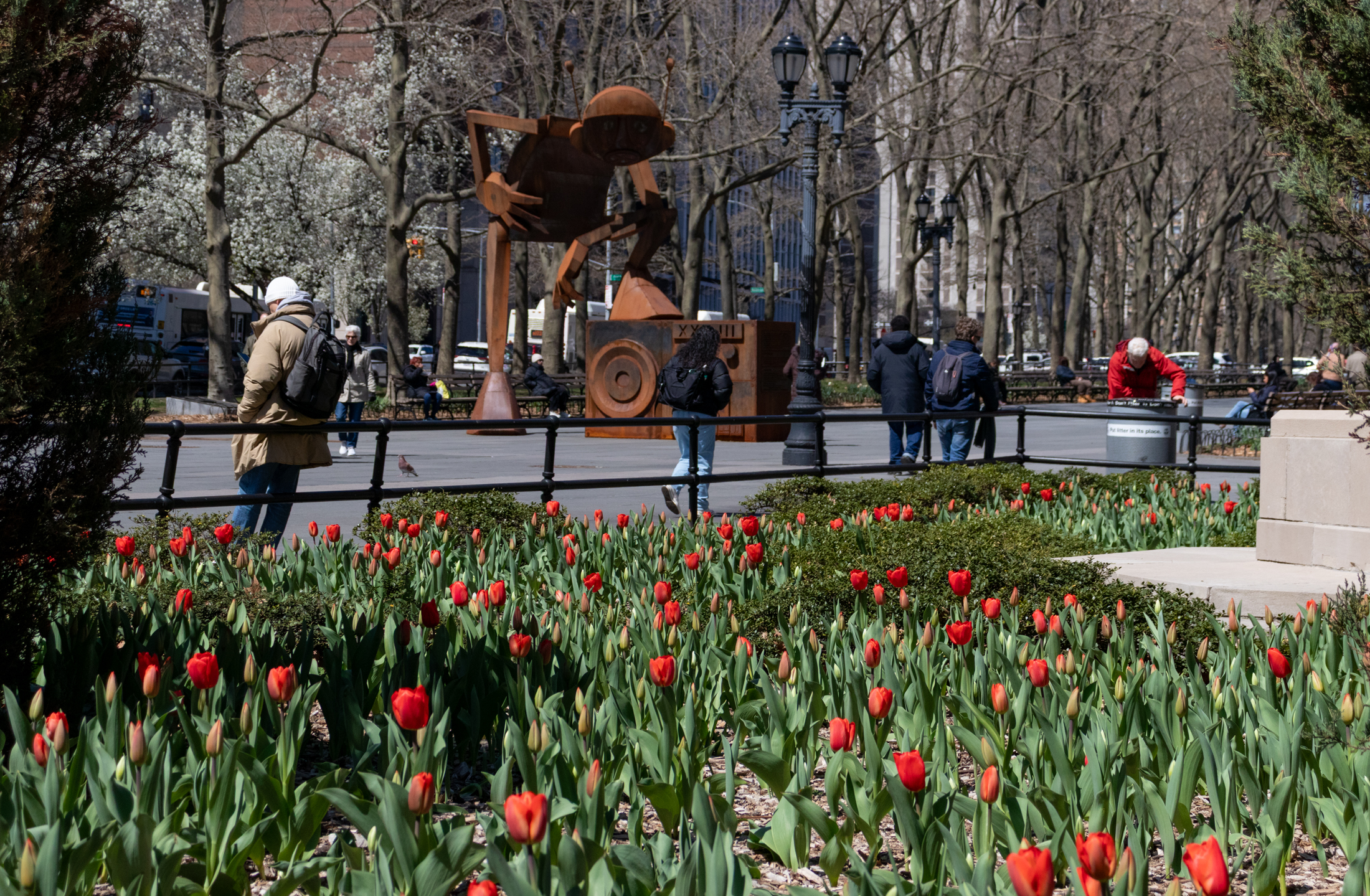 brooklyn - tulips starting to bloom in columbus park in downtown brooklyn