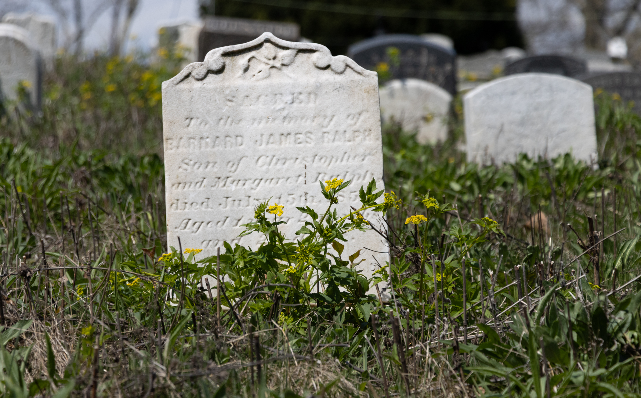 green-wood - plants growing near gravestone in the cemetery