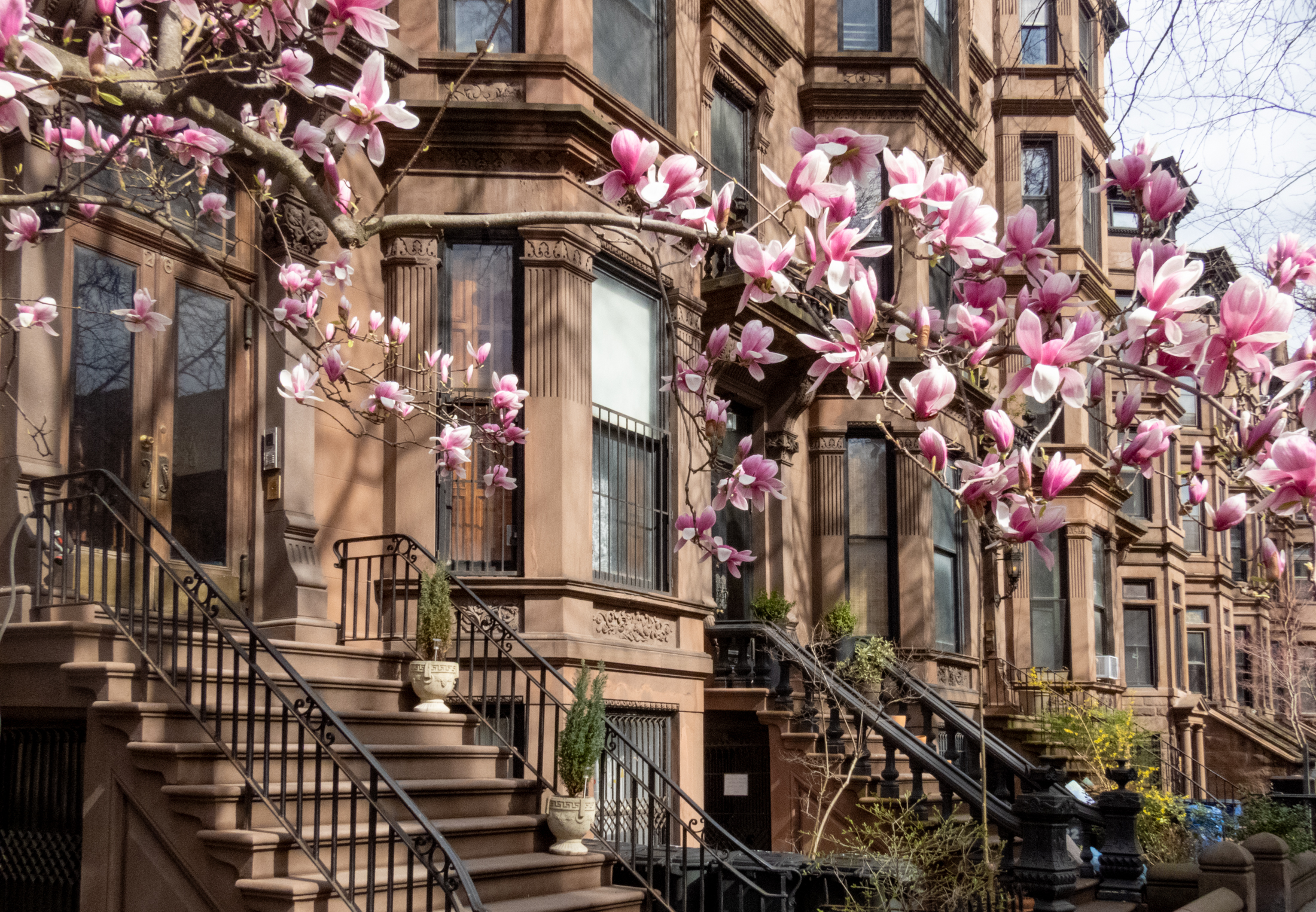 brooklyn - spring trees and brownstones in park slope