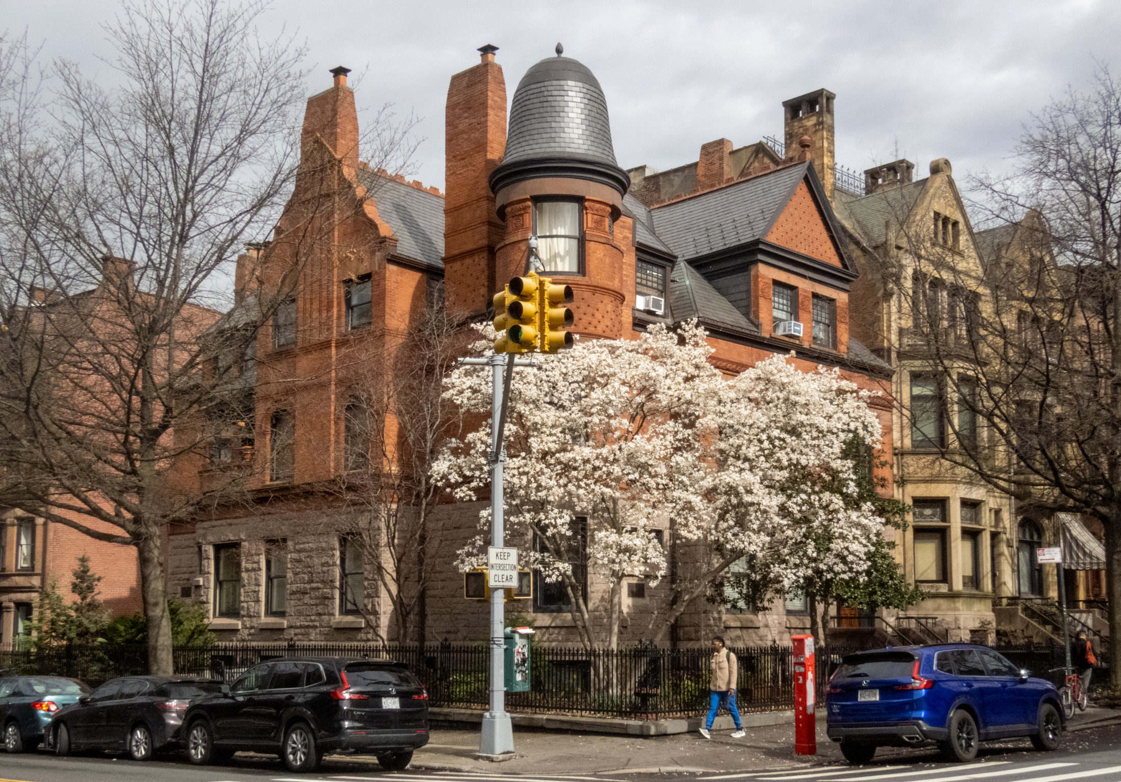 brooklyn - spring tree blooming in park slope