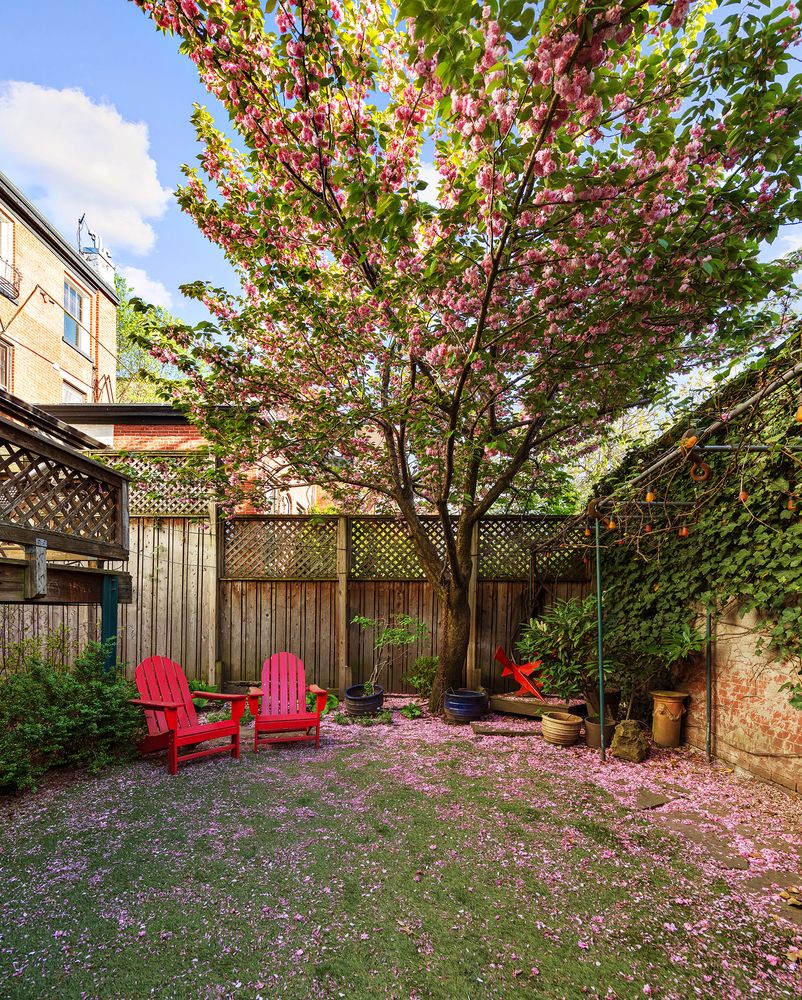rear yard with cherry tree