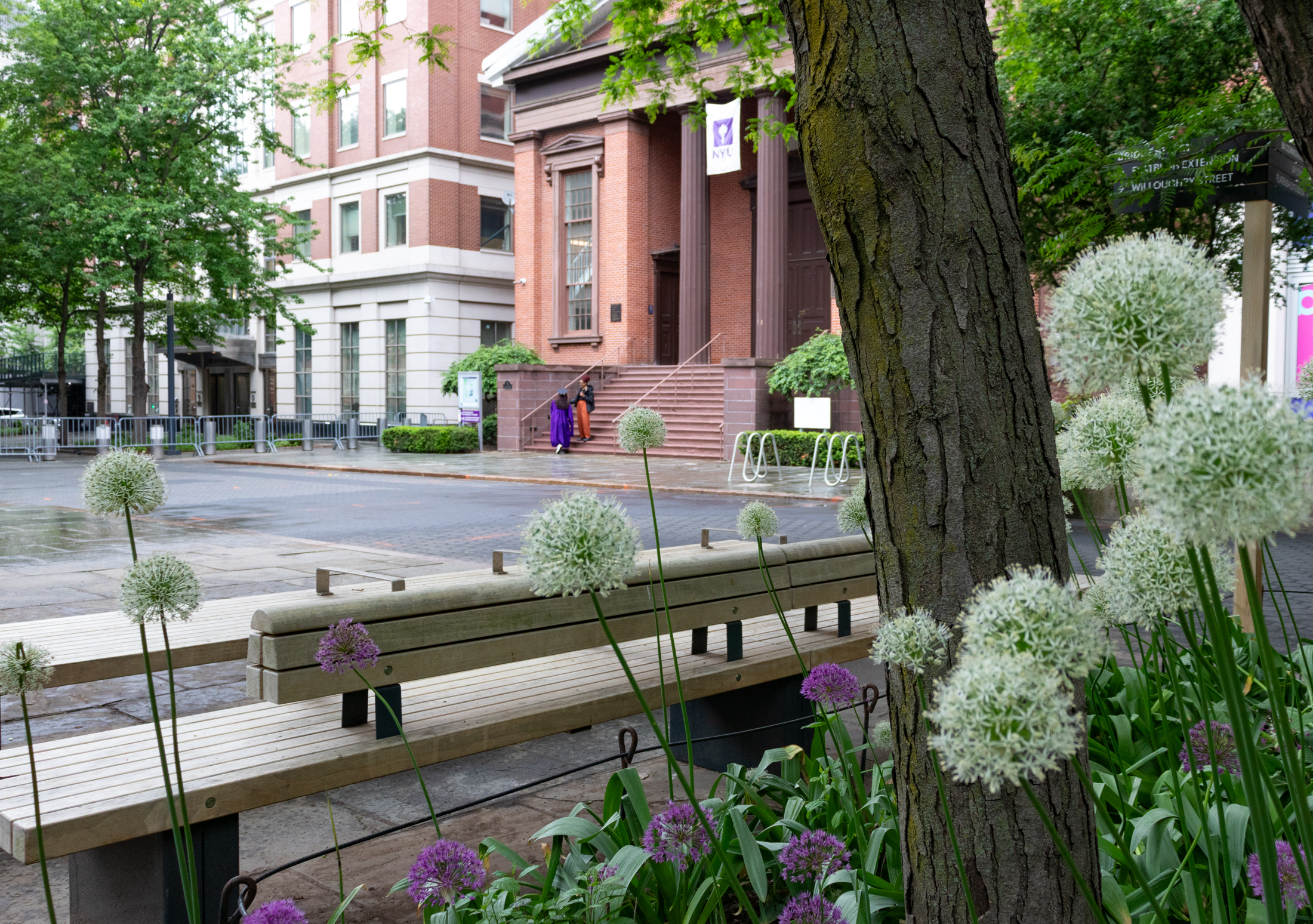 brooklyn - allium blooming in downtown brooklyn